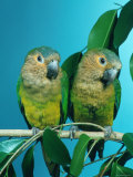 Orange-Cheeked Conures (Aratinga Pertinax Chrysophrys)