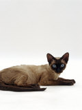 Domestic Cat  Seal-Point Devon Si-Rex