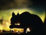 Young Male European Lynx Cleaning Paw Silhouetted in Broadleaf Woodland  Bohemia  Czech Republic