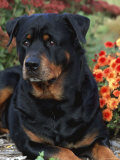 Rottweiler Dog Portrait  Illinois  USA