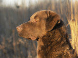 Chesapeake Bay Retriever Dog  USA