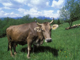 Domestic Cow  Grazing in Unimproved Pasture Tatra Mountains  Slovakia