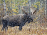 Moose Bull in Snow Storm with Aspen Trees in Background  Grand Teton National Park  Wyoming  USA