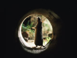 Brown Rat (Rattus Norvegicus) Standing at Entrance to Drain