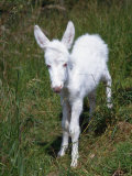 Domestic Donkey Foal  Albino  Europe
