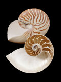 Chambered / Pearly Nautilus (Nautilus Pompilius) Shells  Indo-Pacific