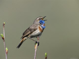 Bluethroat  Male Singing  Switzerland