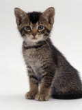 Domestic Cat  9-Week Agouti-Tabby Male Kitten (Hybrid Wild Cat Crossed with a Blue Burmese)