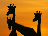 Giraffes  Silhouetted of Heads and Necks at Dawn  Botswana Savute-Chobe National Park