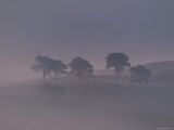 Scots Pine Trees in Mist  Abernethy Forest  Inverness-Shire  Scotland  UK