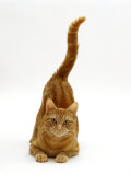 Domestic Cat  Ginger Tabby Female with Rear End and Tail in Air after Enjoying Being Stroked