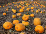 Field of Ripe Pumpkins (Cucurbita Maxima) USA