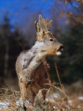 Roe Deer with Velvet Antlers (Capreolus Capreolus) Europe