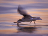 Black Skimmer Skimming at Sunset  Florida  USA