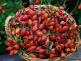 Dog Rose Hips in Basket (Rosa Canina) Europe