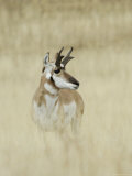 Pronghorn Antelope  Male  Yellowstone National Park  Wyoming  USA