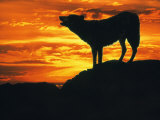 Grey Wolf  Howling at Sunset