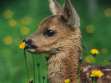 Roe Deer Fawn (Capreolus Capreolus) Europe