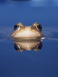 Common Frog (Rana Temporaria) Wiping Eye with Nictating Membrane