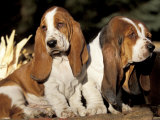 Two Bassett Hound Pups