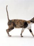 Domestic Cat  Blue-Cream-And-White (Dilute Tortoiseshell) Cornish Rex Female