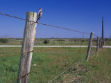 Female Ladder Backed Woodpecker  Cavity in Fence Post  Welder Wildlife Refuge  Sinton  Texas  USA