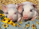 Two Domestic Piglets  Mixed-Breed