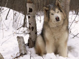 Alaskan Malamute Dog  USA