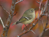 Ruby Crowned Kinglet  Adult in Black Hawthorn  Grand Teton National Park  Wyoming  USA