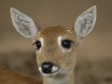 Pampas Deer  Fawn (Ozotoceros Bezoarticus) Serra Da Bodoquena  Mato Grosso Do Sur Province