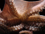 Deepsea Octopus (Benthoctopus Sp) Mantle Showing Suckers  Deep Sea Atlantic Oceandeep Sea