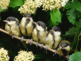 Great Tits  Five Fledgelings Perched in Row (Parus Major) Europe