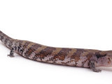 Blue Tongued Skink  Portrait