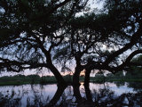 Oak Tree Silhouette at Sunset  Texas  USA