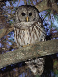 Barred Owl in Tree  Corkscrew Swamp Sanctuary Florida USA