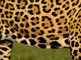 Close up of Belly of Jaguar  Mato Grosso  Pantanal  Brazil