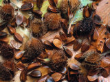 Beechnuts (Fagus Sylvatica) Europe