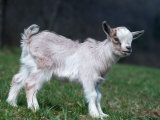 Pygmy Domestic Goat Kid