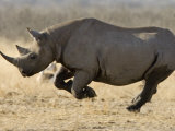 Black Rhinoceros  Running  Namibia
