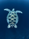Green Sea Turtle  Indo Pacific