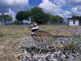 Killdeer Plover  Shading Eggs on Nest from the Sun  Welder Wildlife Refuge  Sinton  Texas  USA