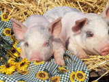 Two Domestic Piglets  Mixed-Breed