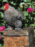 Domestic Chicken  Barred Rock Cohin Bantam Rooster  Iowa  USA