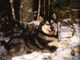 Alaskan Malamute Dog in Woodland  USA