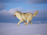 Arctic Grey Wolf  Running Through Snow  USA