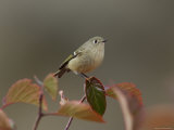 Ruby Crowned Kinglet  Adult in Black Hawthorn  Grand Teton National Park  Wyoming  USA