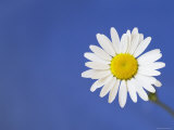 Marguerite / Ox Eye Daisy (Leucanthemum Vulgare) UK
