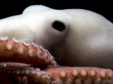Deepsea Octopus (Benthoctopus Sp)  Close-Up of Eye  Deep Sea Atlantic Ocean