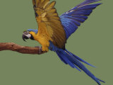 Blue and Yellow Macaw  Landing on a Perch