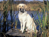 Golden Labrador Retriever Dog Portrait  Sitting by Water